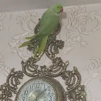 طوطی ملنگو نر