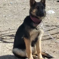 فروش فوری سگ ژرمن