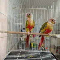 جفت مولدجوجه نروماده کوتوله گرینچیک عروس طوطی