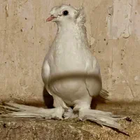 رواعب دوکاکل،خال پیس،ابرش،سفیدکاکلی،جوجه طوقی|پرنده|قم, سالاریه|دیوار