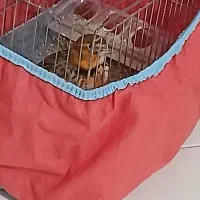 سهره خاکی معاوضه با قناری و فنچ