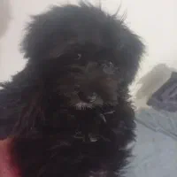 واگذاری توله ۴ ماهه شیتزو تخت