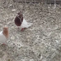 کبوتر کله ای