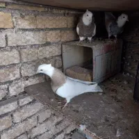 طوقی|پرنده|فولادشهر, باغشاد|دیوار