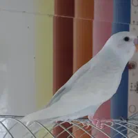 جوجه عروس و مرغ عشق جوانه|پرنده|قائن, |دیوار