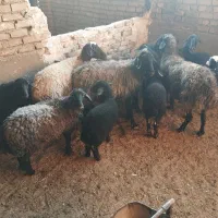 4راس میش با4راس بره ماده|حیوانات مزرعه|ورامین, ورامین|دیوار
