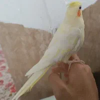 عروس هلندی لوتینو|پرنده|دیواندره, |دیوار