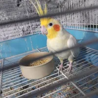 عروس هلندی لوتیون زعفرانی نر