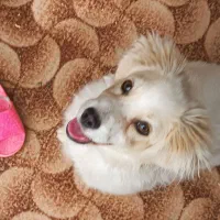 سگ پا کوتاه