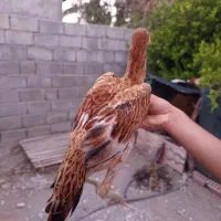 یک عدد تیشت نسل دار فروشی