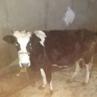 گاو گوساله روستای کومائین|حیوانات مزرعه|موچش, |دیوار