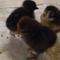 جوجه مرغ محلی|حیوانات مزرعه|یاسوج, |دیوار