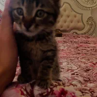 واگذاری بچه گربه