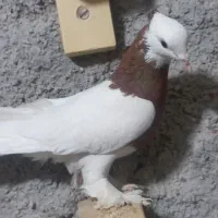 سفید عروس و سینه|پرنده|شیراز, کوشک میدان|دیوار