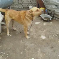 سگ گله دورگ سرابی