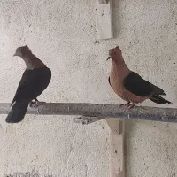 ارشینگل|پرنده|لنجان, |دیوار