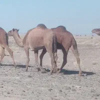 حیوانات مزرعه|حیوانات مزرعه|خوسف, |دیوار