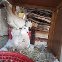 طوقی|پرنده|شوشتر, |دیوار