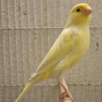 ماده قناری لیمویی جوان|پرنده|شیراز, پودنک|دیوار