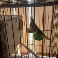 جفت نرو ماده ی عروس هلندی با ۵ تا تخم|پرنده|داراب, |دیوار