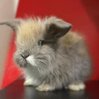 خرگوش لپ شیطون|موش و خرگوش|ساری, |دیوار