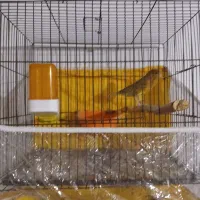 پرنده|پرنده|گرگان, |دیوار