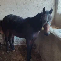 مادیان|اسب و تجهیزات اسب‌سواری|شیروان (خراسان), |دیوار