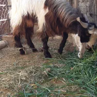 فروش گوسفند نر داشتی