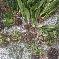 همه ی این گلها فقط ۱ تومن