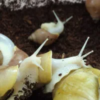 حلزون|خزنده|قم, نوقطار|دیوار