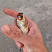 فروش دوعدد جوجه سهره نر صد درصد تازه صاف|پرنده|کرمانشاه, |دیوار