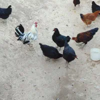 مرغ های محلی اصل جوان تخم گذار|حیوانات مزرعه|تکاب, |دیوار