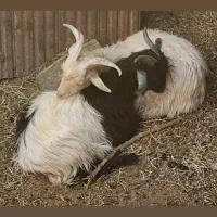 گوسفند گمشده