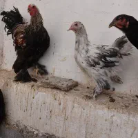 فروش مرغ وخروس امپراطور برهما|حیوانات مزرعه|شیراز, باهنر|دیوار