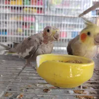 جفت کوتوله و عروس هلندی|پرنده|بیرجند, |دیوار