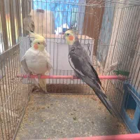 عروس هلندی مولد