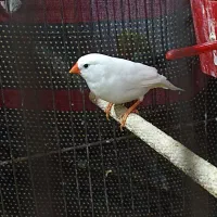 فنچ و عروس|پرنده|محلات, |دیوار