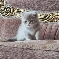 واگذاری بچه گربه|گربه|رفسنجان, |دیوار