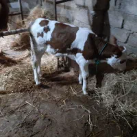 گاوبا گوساله مونت بیلیارد