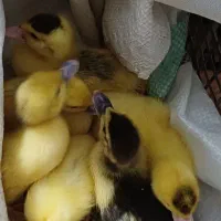 جوجه اردک هلندی