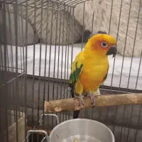 جوجه خورشیدی نر