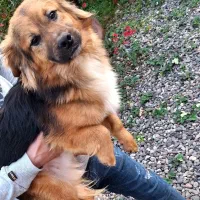 سگ قهوه ای مشکی