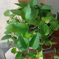 گلهای اپارتمانی