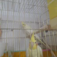عروس هلندی
