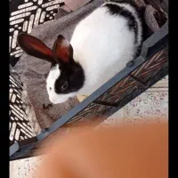 خرگوش ماده
