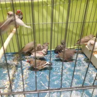 فنج کینگ وزبرا سلامت|پرنده|تهران, مینای جنوبی|دیوار