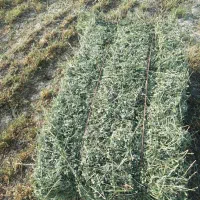 انواع پرس ینجه موجوده
