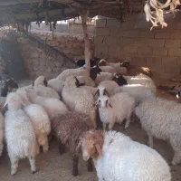 بره صادراتی