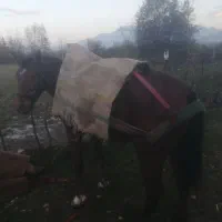 اسب 6 سال عاقل و باری|اسب و تجهیزات اسبسواری|نشتارود, |دیوار