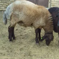 دوراس بره نر همو هفت ماهه|حیوانات مزرعه|باغ حلی, |دیوار